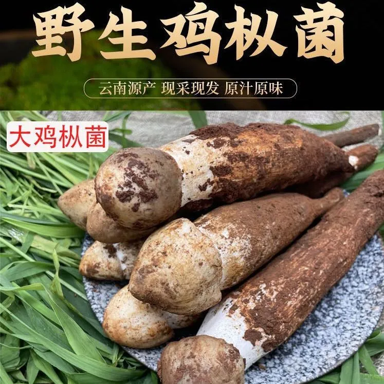 四川大凉山鸡枞菌云南野生鸡枞菌食用菌大白鸡枞鸡枞荔枝菌不开伞