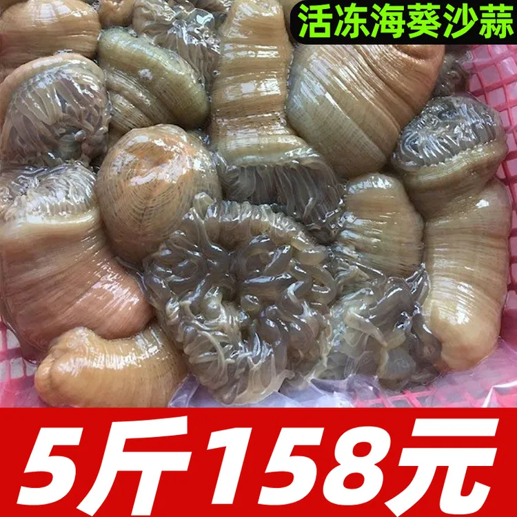 新鲜海葵沙蒜鲜活冷冻烹饪食用海葵野生海卵5斤沙蒜豆面商用海鲜