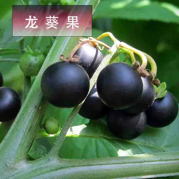 龙葵果鲜果黑星星黑天天黑黝黝现摘现发野生纯天然水果颗颗爆汁