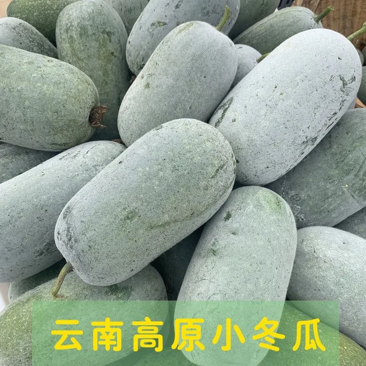 冬瓜云南本地粉糯小冬瓜当季时令煲汤养生青皮冬瓜盅整箱批发发货