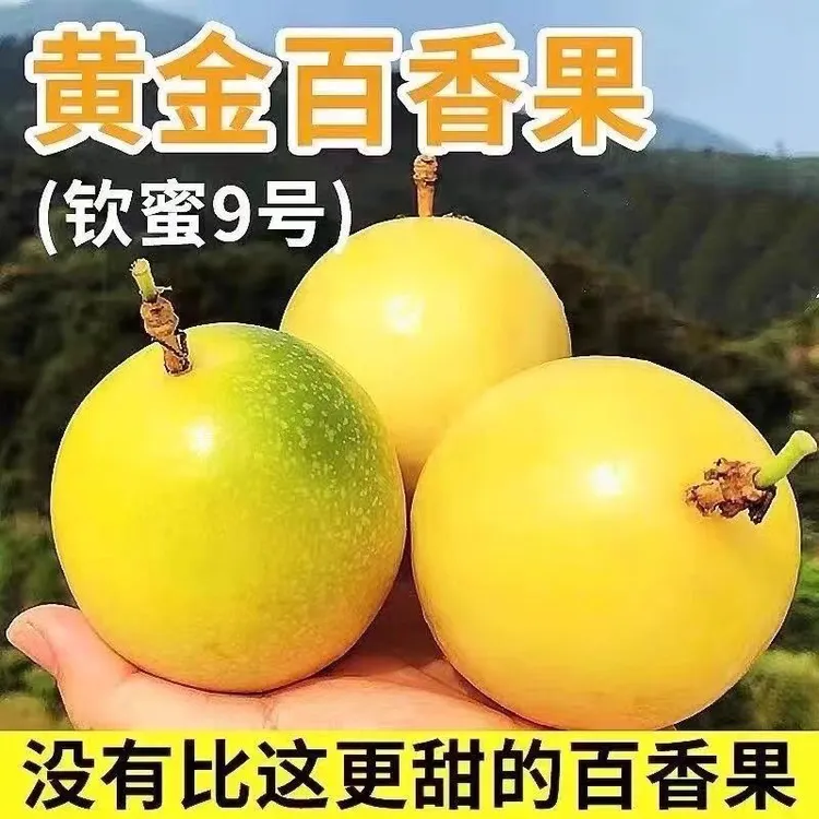 钦蜜九号黄金百香果新鲜采摘当季热销孕妇水果黄色
