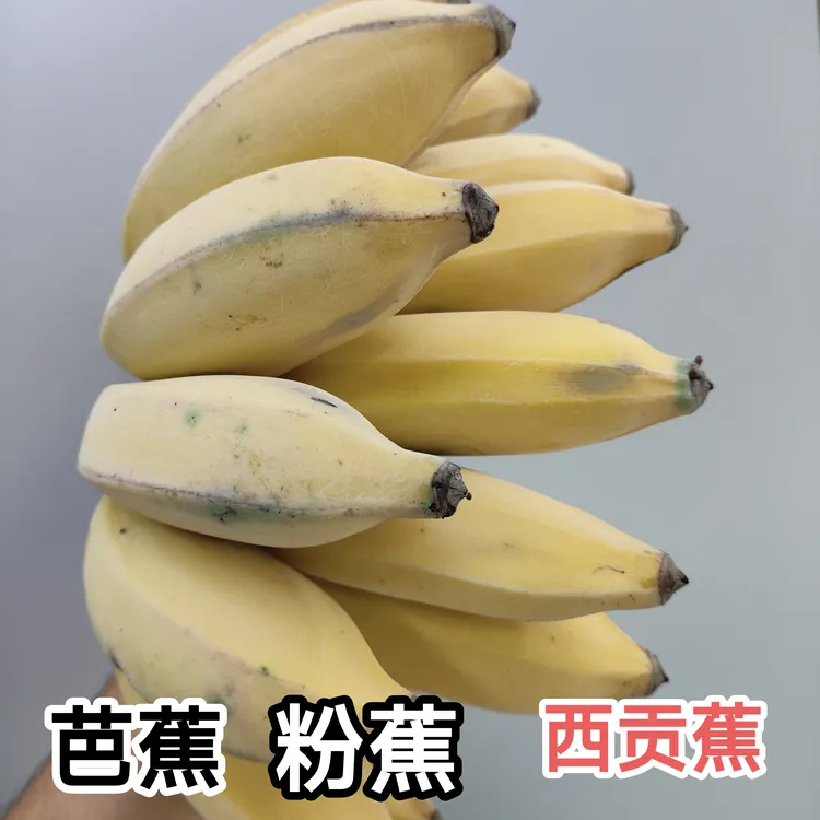 金粉 芭蕉 西贡蕉 粉蕉 成熟生果发货