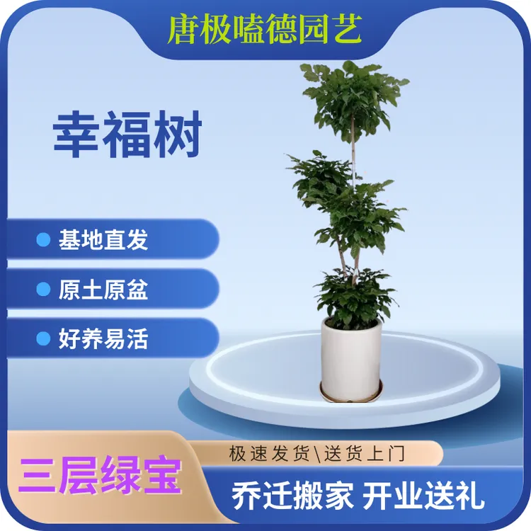 幸福树绿宝盆栽室内外大型绿植四季常绿平安树吸甲醛净化空气好养