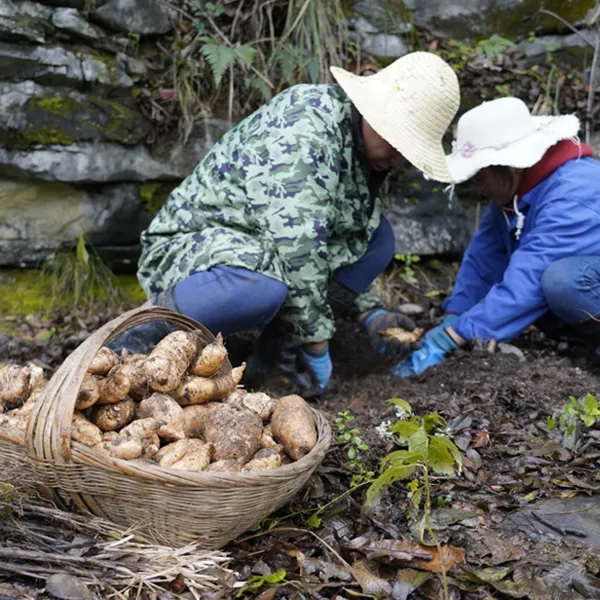 贵州农产品林下新鲜天麻  贵州天麻鲜货500g 现挖现发
