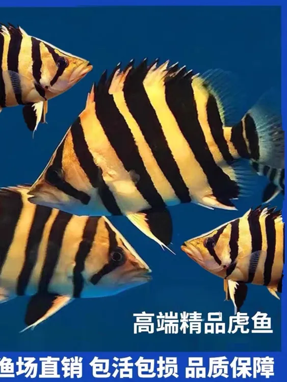 观赏鱼活体印尼虎鱼苗三纹虎四纹苏虎苏门答腊球虎泰国虎龙鱼配鱼