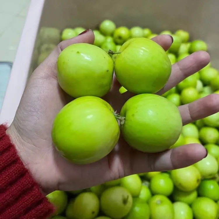 云南临沧孟定现摘现发新鲜酸麻颗麻阔酸甜味大麻颗阔水果2斤包邮