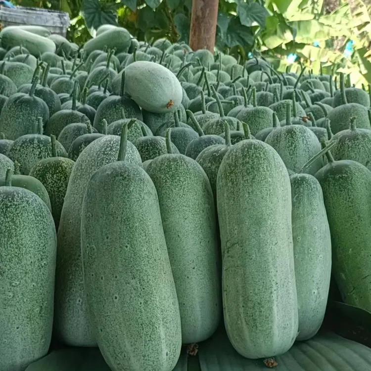 云南老品种旱黄瓜农村水果老黄瓜生吃脆甜果农现摘临沧青瓜凉瓜