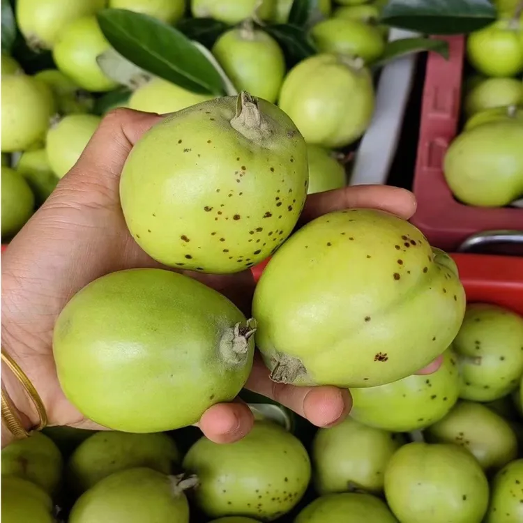 云南嫁接酸多依芽临沧特产孕妇酸果稀有水果嫩多依果5斤包邮送