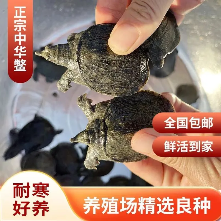 中华黑花甲鱼苗外塘冷水生长鲜活小甲鱼养殖水库饲养原生态