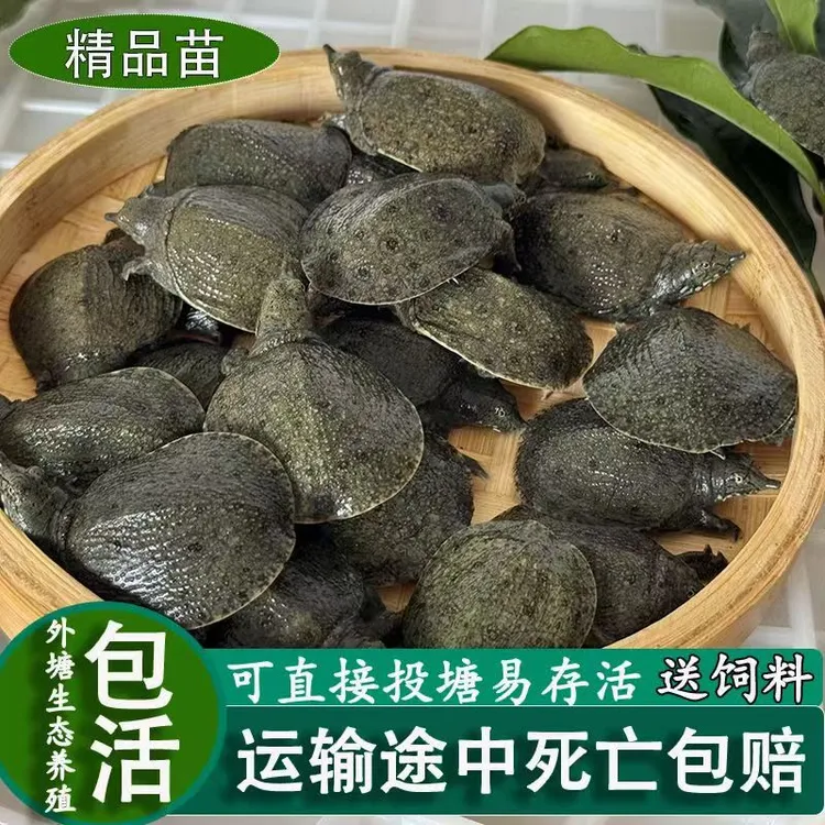 中华外塘养殖5斤批发鱼苗出售甲鱼苗批发鱼苗出售甲鱼苗4-5水老鳖