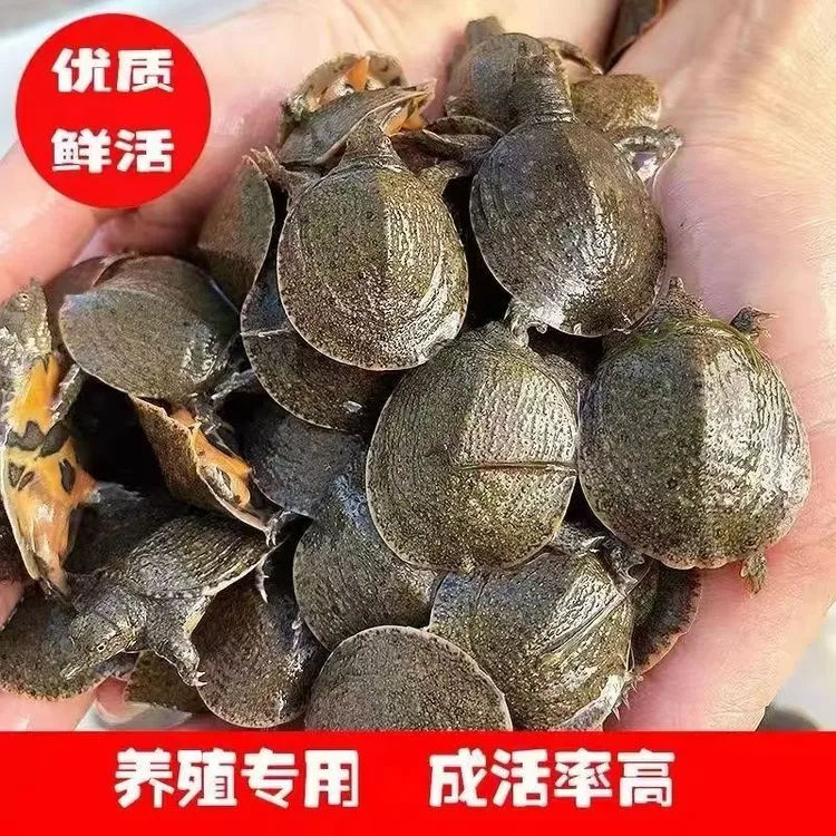 中华鳖甲王八水鱼蛋可食用外塘批发甲鱼苗批发甲鱼苗4-5两水老鳖