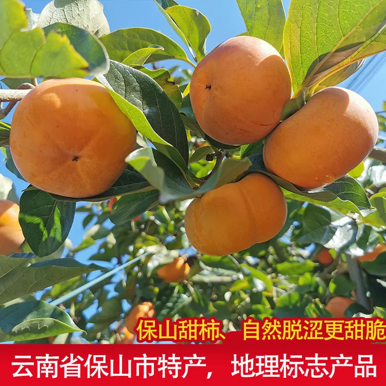 【顺丰包邮】保山次郎脆柿甜微花皮树熟现摘现发3斤5斤9斤超大水果