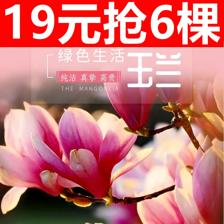 新人福利【19元抢6棵】紫玉兰花盆栽带花苞阳台庭院网红花卉绿植
