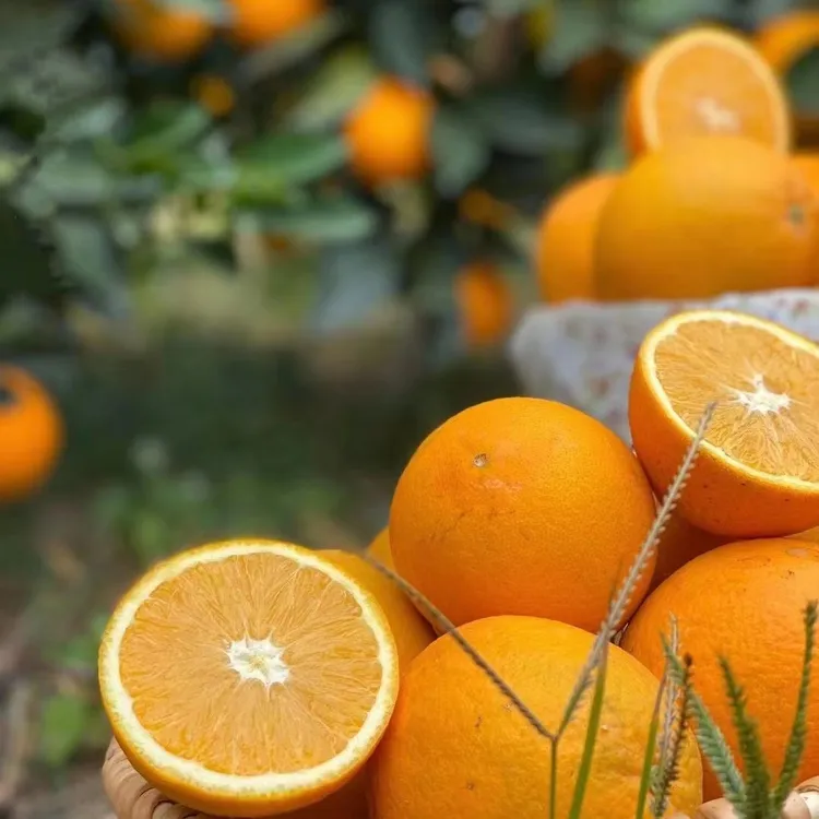 正宗赣南脐橙10斤装香甜浓郁橙味地理标识核心原产地新鲜阳光