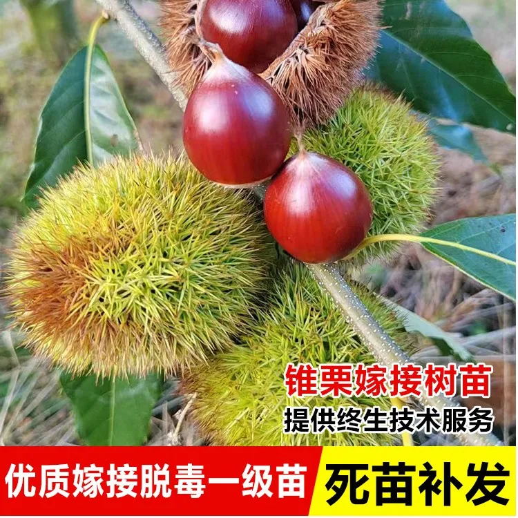 锥栗苗嫁接正宗建瓯锥栗树苗南方北方种植板栗树果苗地栽庭院果树