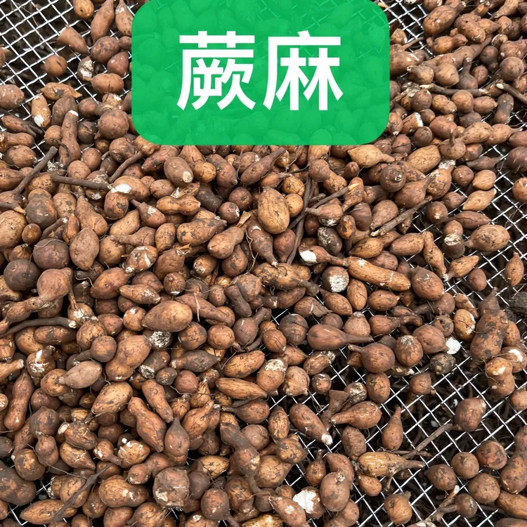 青海2025新干货蕨麻人参 果【煲汤，煮粥】