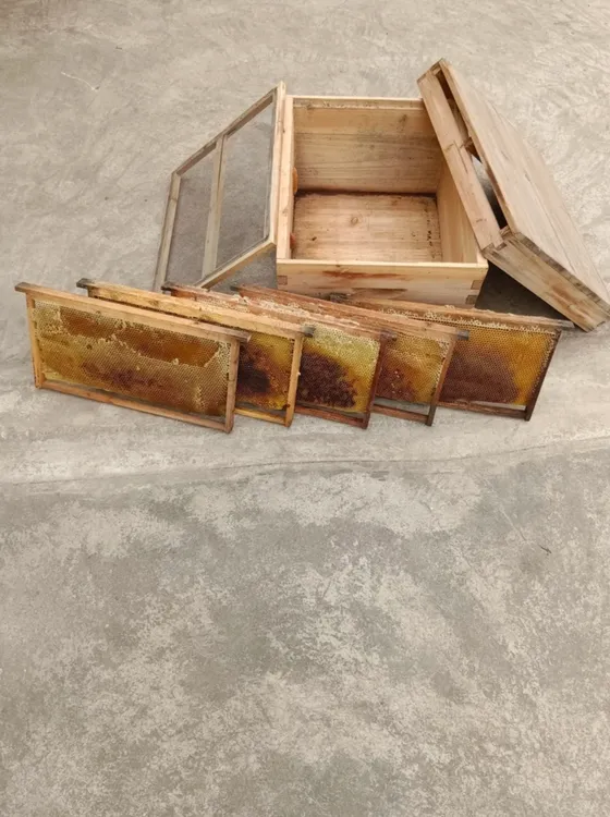 五脾特价中蜂顺丰包邮