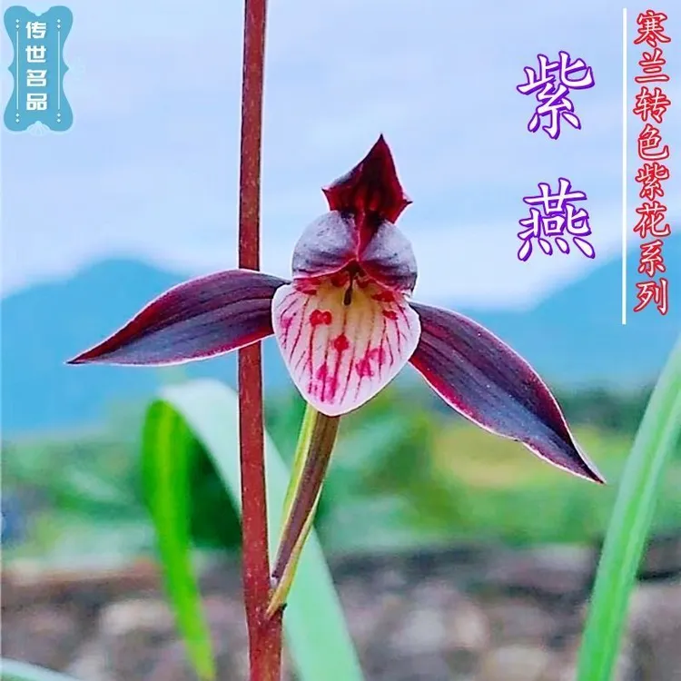 带花苞兰花苗浓香寒兰【紫燕】精品转色紫红花卉绿植客厅阳台盆栽