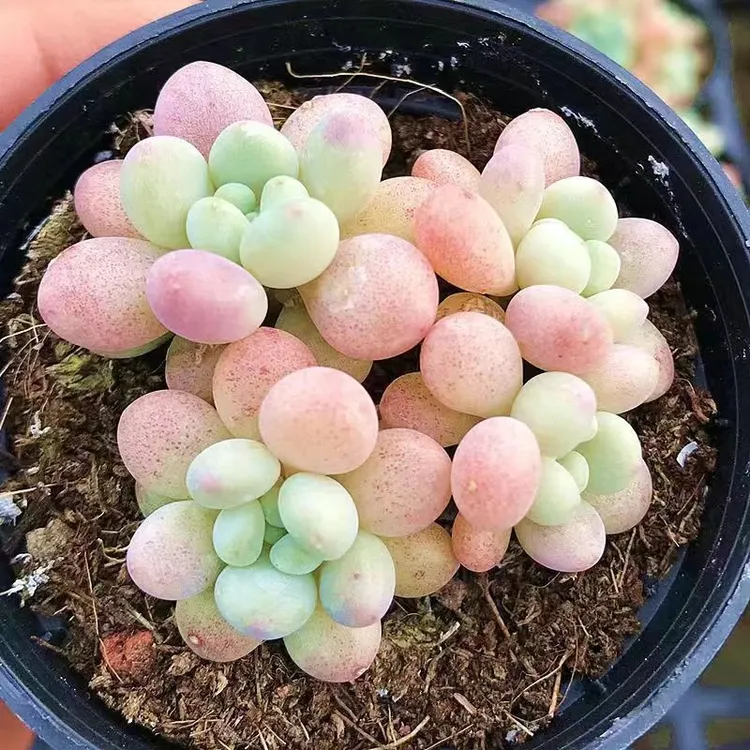 洛可可群生多头多肉植物盆栽鱼子酱肉肉新手办公室室内绿植长青绿