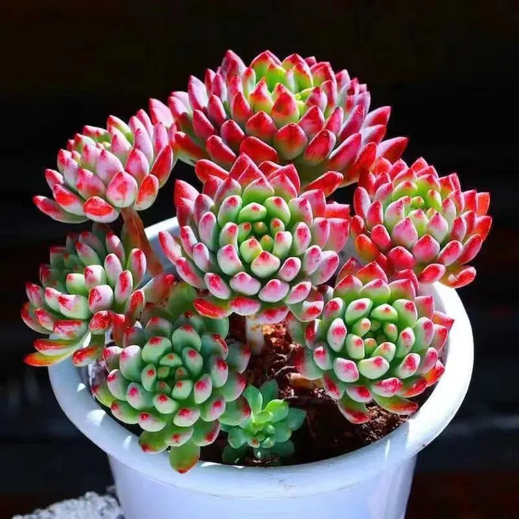 蓝苹果老庄多肉植物蓝精灵老桩多肉盆栽花卉办公室绿植园艺