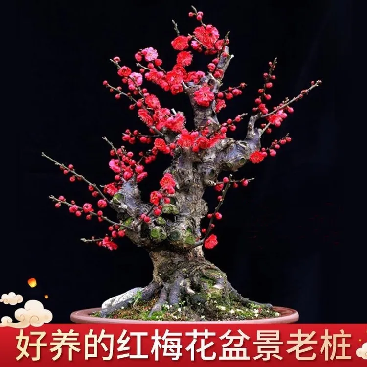 红梅绿梅腊梅花树苗盆栽盆景带花苞室内花卉植物阳台庭院海棠花苗