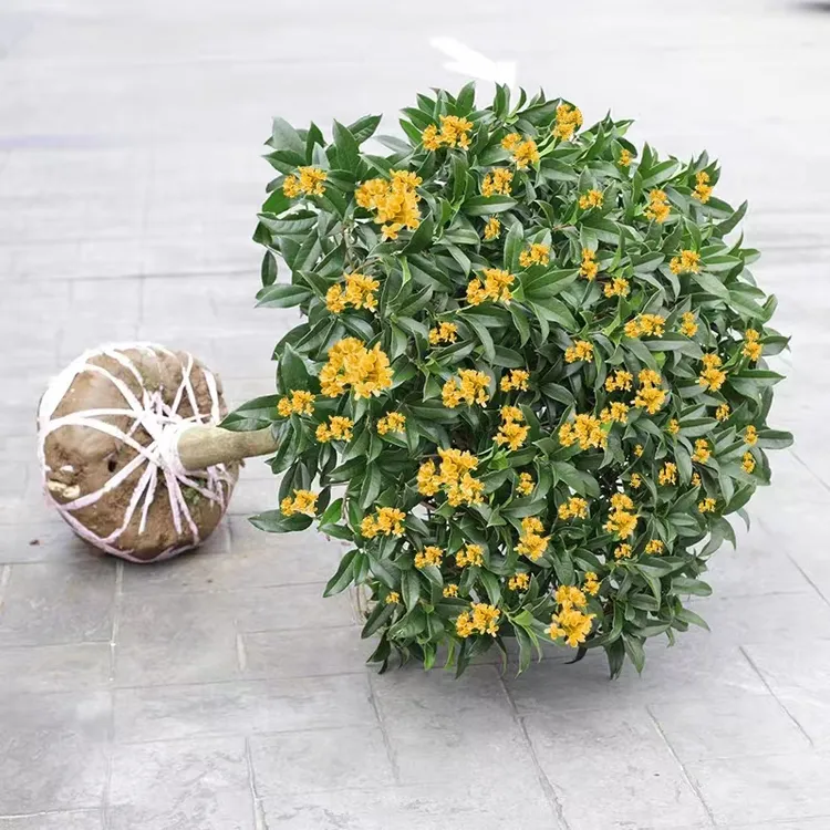 桂花树苗四季桂花卉盆栽八月桂花苗金桂大树地栽开花浓香丹桂庭院