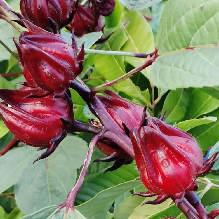 广西新鲜红桃K生态种植玫瑰茄泡酒果脯酵素现摘现发