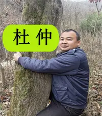 【野生】老杜仲  多年生  甘肃的 未去粗皮的 