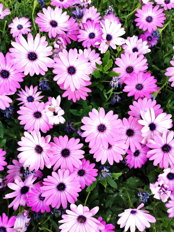 【南非万寿菊-150盆】开花期长阳台庭院万寿菊盆栽苗花卉好养冠服大