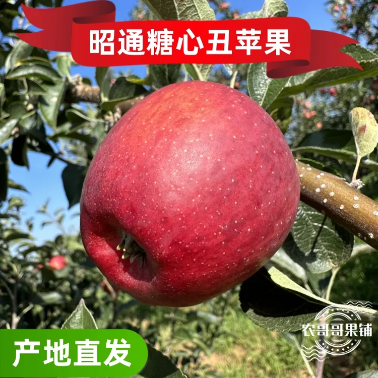 正宗云南昭通冰糖心丑苹果新鲜脆甜应季水果3 /5/10斤装包邮好吃