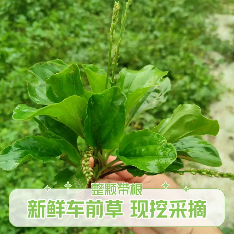 新鲜车前草整颗带根现挖采摘野菜车前子轱辘草鲜货非干货