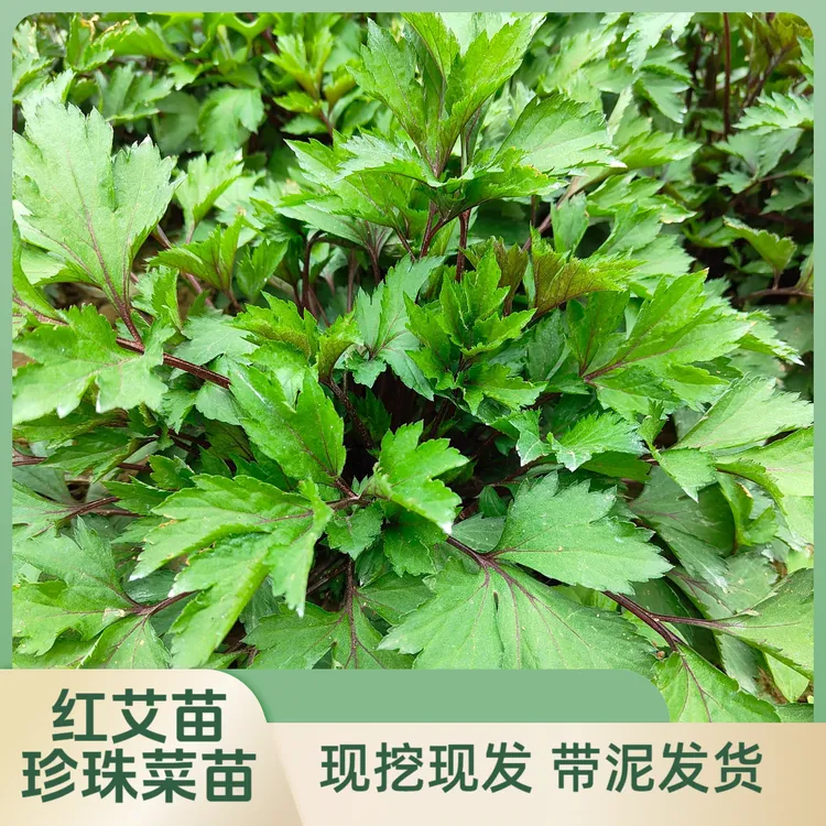 新鲜现挖红艾草珍珠菜真珠花菜食用蔬菜鸭脚艾白苞蒿带泥发货