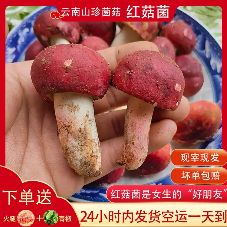 新鲜红菇精选红椎菌大红菌农家山珍食用蘑菇美味月子菇农产品250g