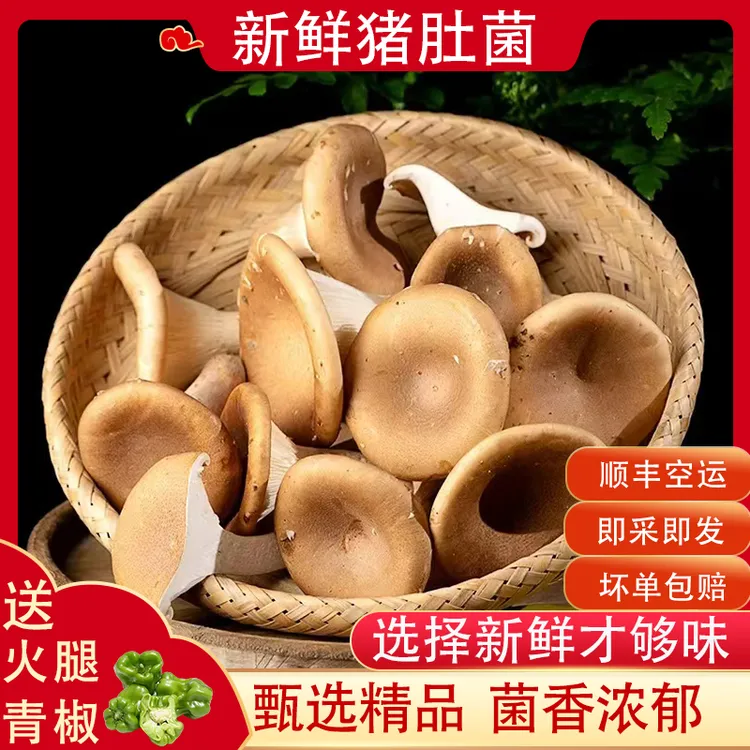 猪肚菇新鲜猪肚菌喇叭菌漏斗菌云南食用菌营养美味煲汤食材500g