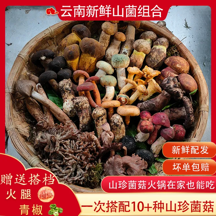 新鲜山珍菌菇组合云南山野菌子松树菌牛肝菌鸡枞菌羊肚菌煲汤500g