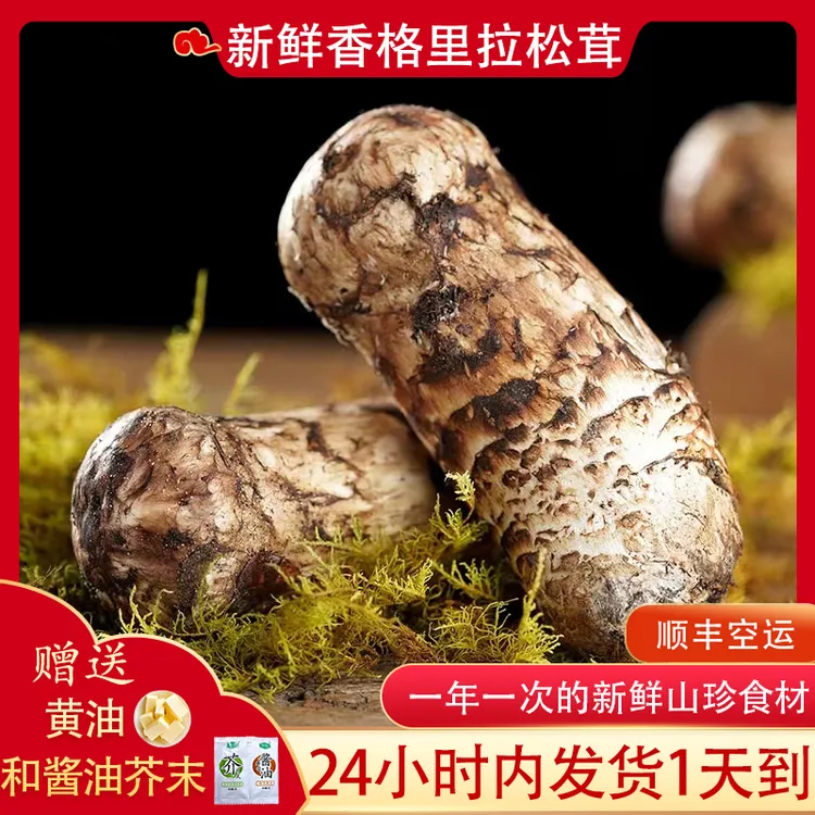 新鲜松茸菌云南食用菌菇特产口蘑香格里拉产地现货炖汤食材250g香