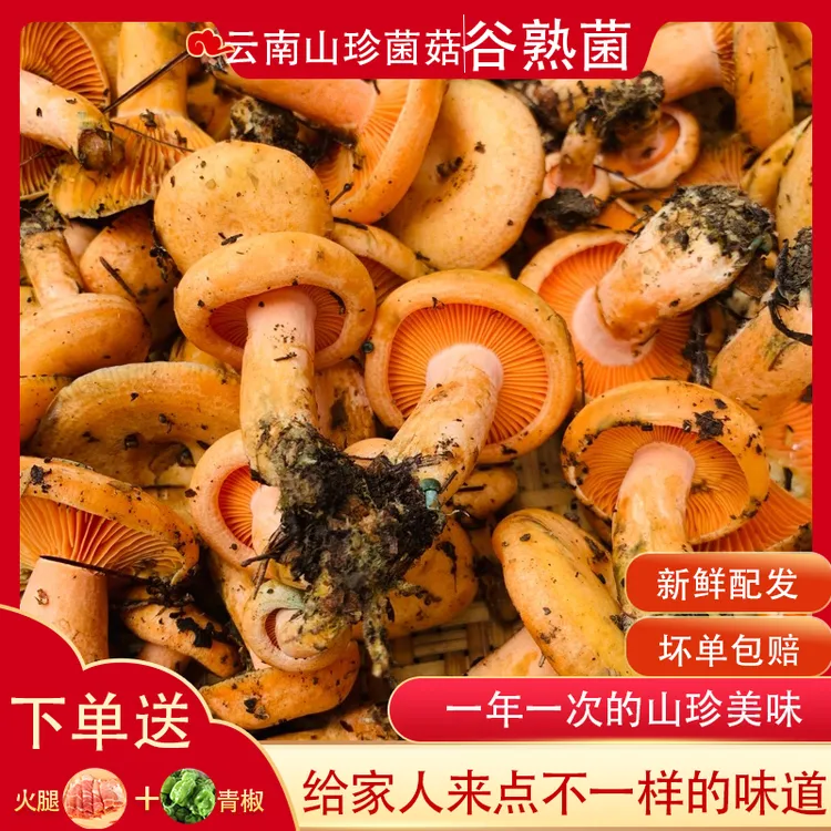 新鲜野生谷熟菌松树菌黄枞菌重阳菌食用菌美味山菌子空运包邮