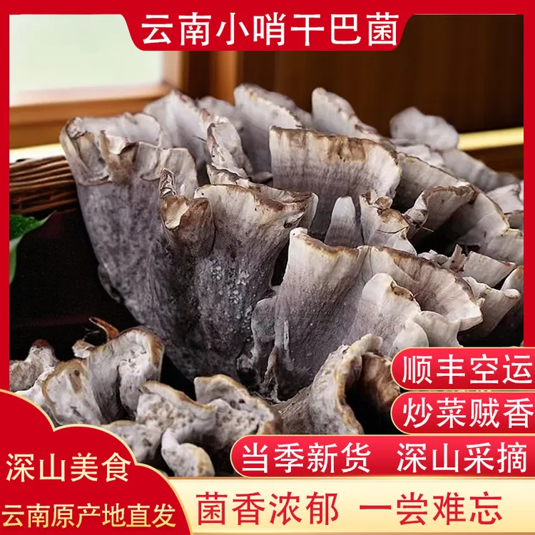 新鲜干巴菌马牙菌云南野生菌甄选特产食用菌子产品炒饭香100g