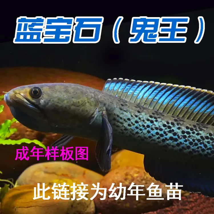 精品蓝宝石鬼王雷龙鱼 直播专用挑鱼链接 拍前咨询客服