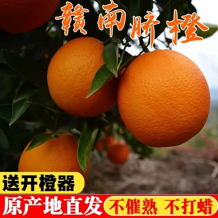【精品】正宗赣南脐橙香甜爆汁皮薄新鲜赣州橙子江西甜橙批发包邮