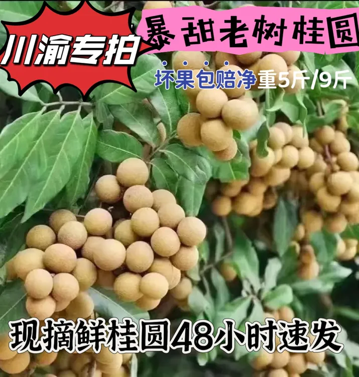 【川渝专拍】正宗泸州桂圆每天采摘冷链发货礼品盒带箱6斤/10斤