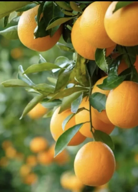 贵州村超圣地榕江高山脐橙(全甜）