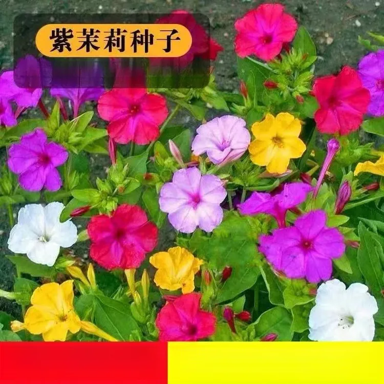 紫茉莉花种子籽混色茉莉花地雷花种子阳台盆栽易种茉莉花种子