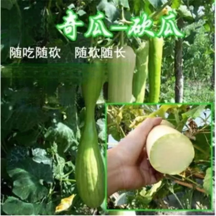 砍瓜种子吊瓜种籽四季大农家秧巨型菜瓜爬藤藤蔓蔬菜孑