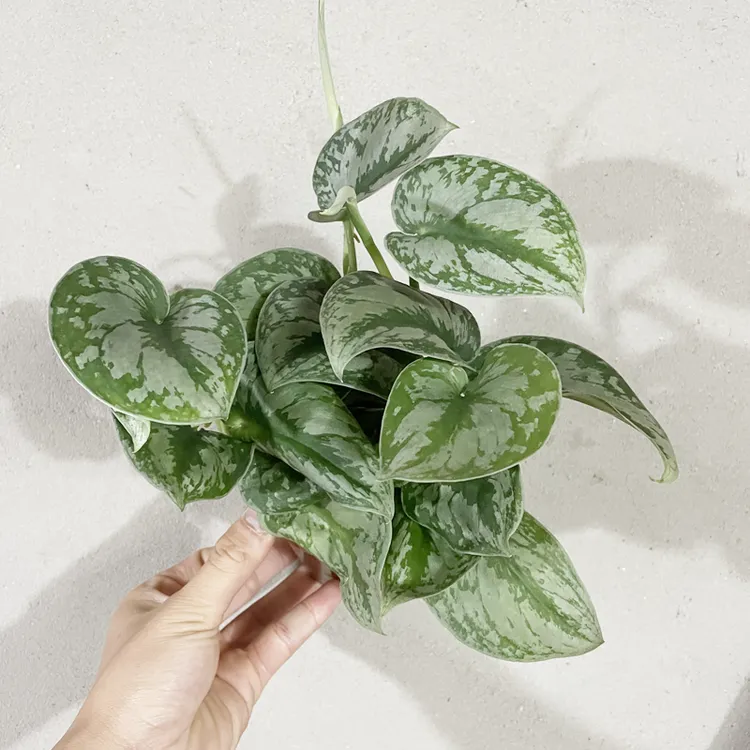 大叶小叶银斑葛花叶绿萝长藤垂吊盆栽室内桌面养活观叶新房植物