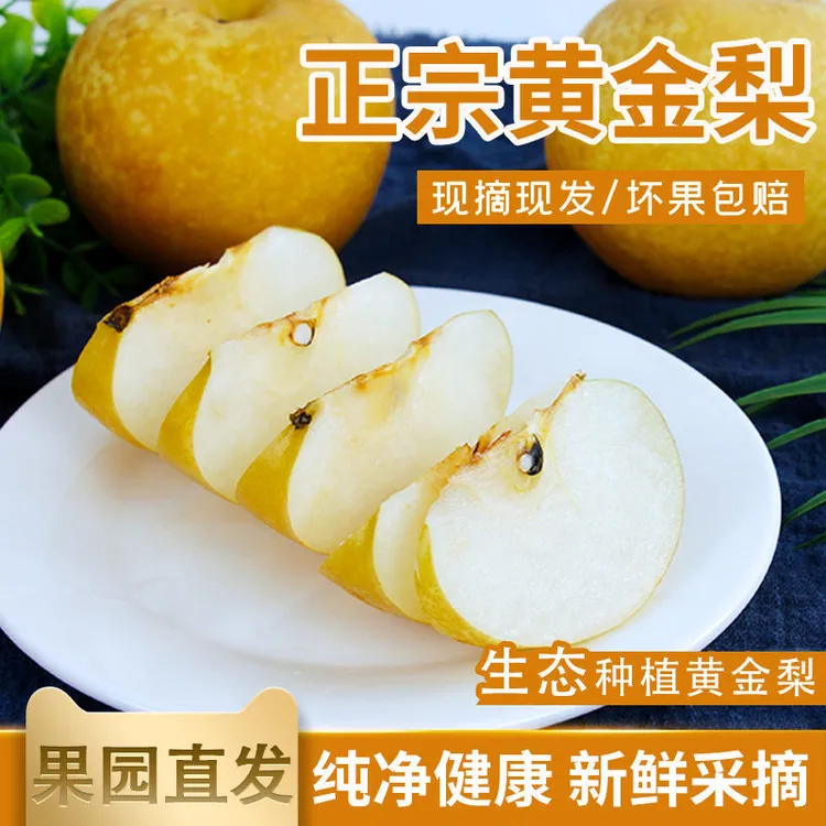 南阳正宗博望黄金梨当季新鲜溥皮大果脆甜多汁中秋礼盒装产地直发