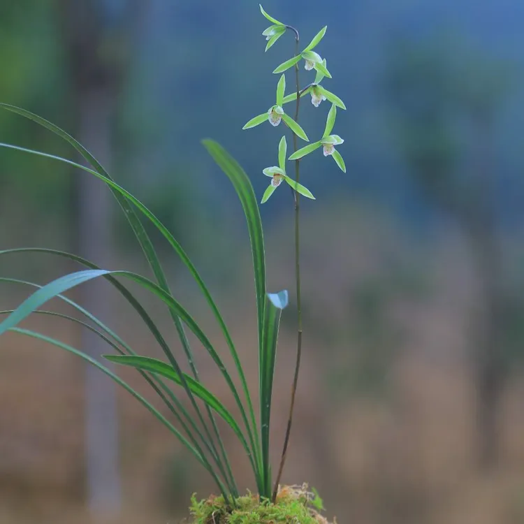 细叶寒兰 兰花苗冬天带花清香好养易花盆栽绿植客厅内花卉养护