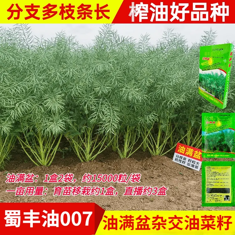四川杂交油菜种子甘蓝型黑油菜籽矮杆抗倒伏中熟油菜种子秋季播种
