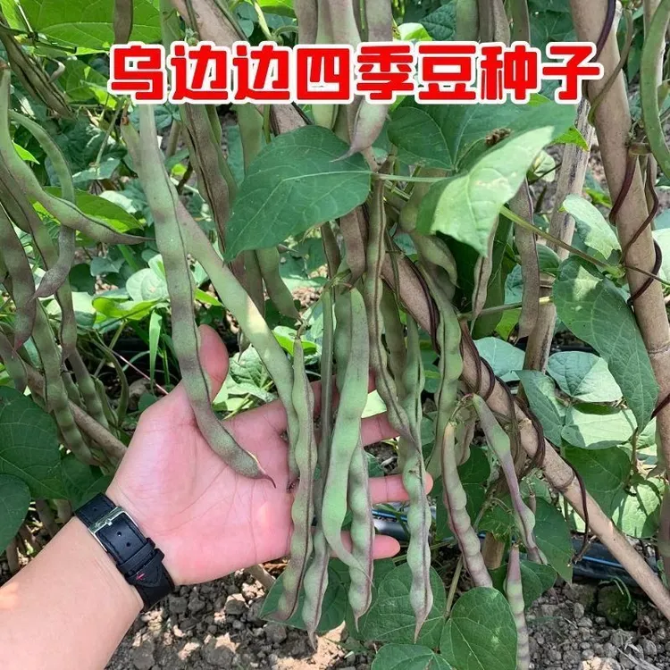 四川四季豆种子春秋种植四季架豆绿色紫红四季豆种子乌边边四季豆