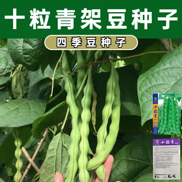 十粒青四季豆种子架豆种子青棒豆种子春秋种植蔬菜种子新品种豆角